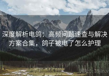 深度解析电鸽：高频问题速查与解决方案合集，鸽子被电了怎么护理